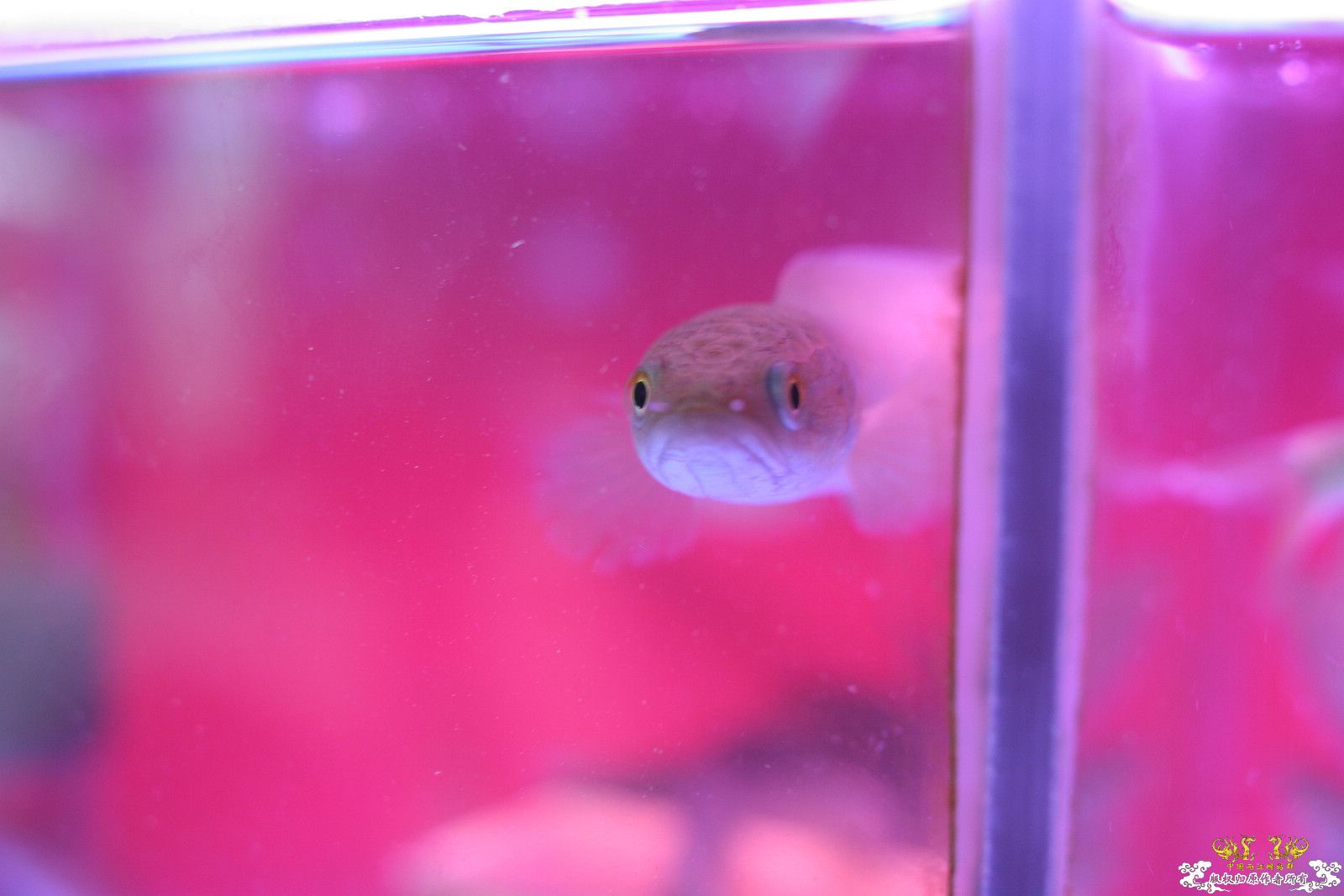 大家喜欢的原生品种