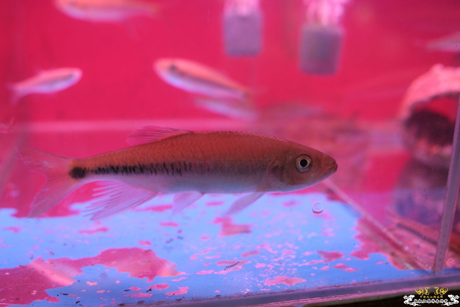 大家喜欢的原生品种