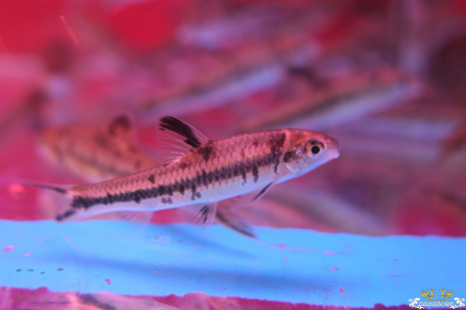 大家喜欢的原生品种