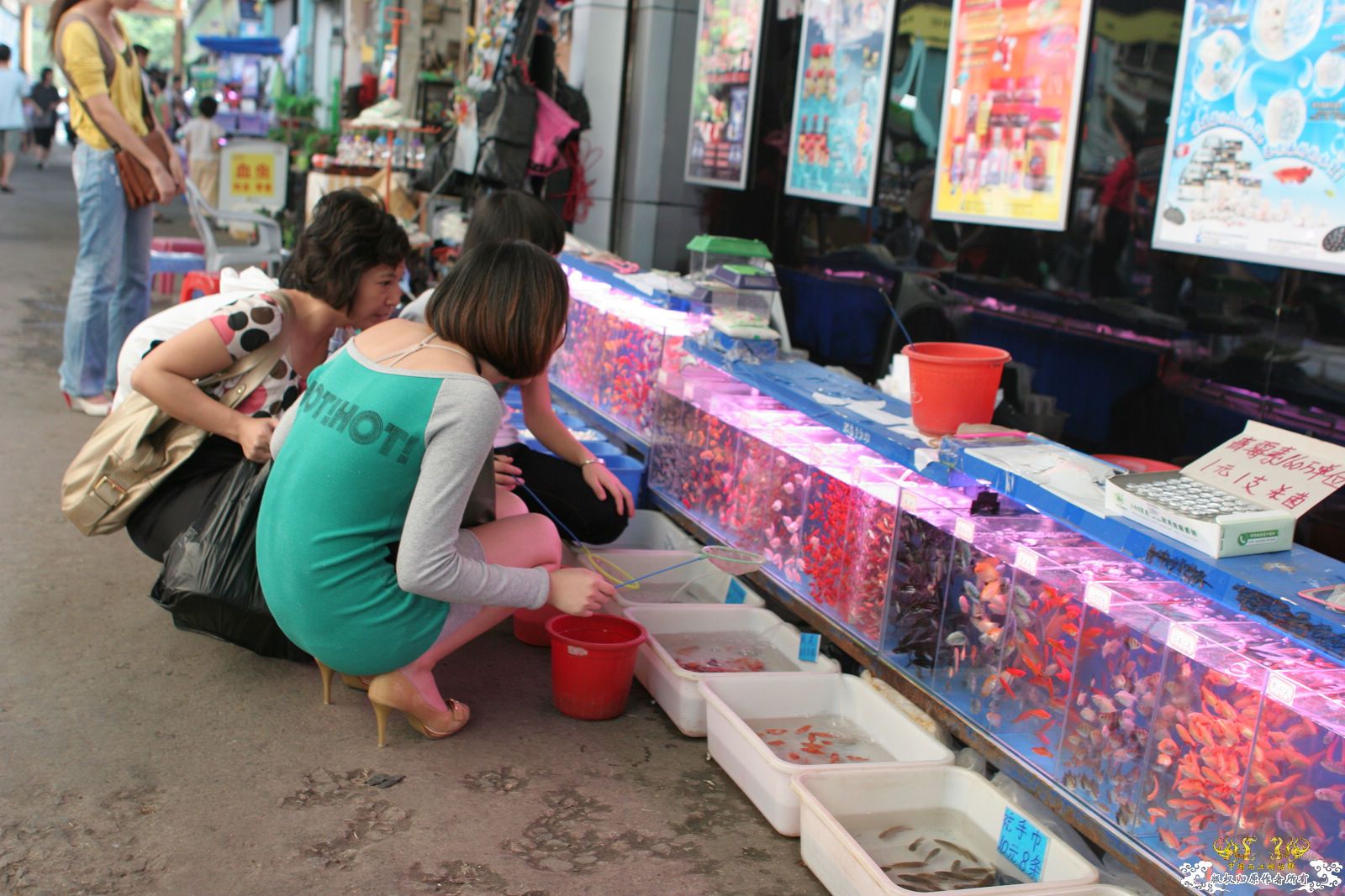 大家喜欢的原生品种