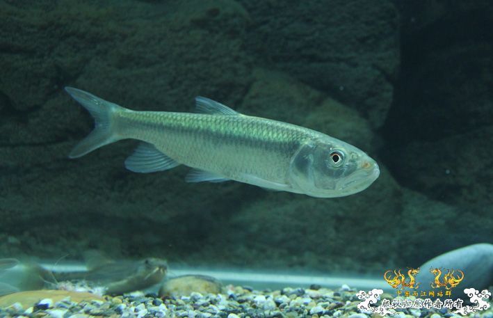 关于十五CM的马口能不能吞下十CM的短体副秋？ 有答案了