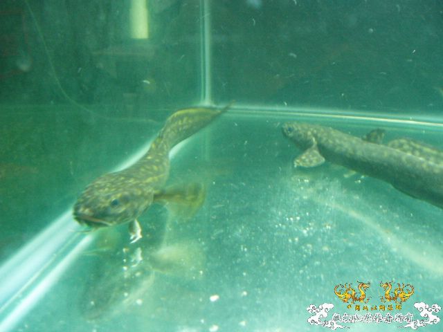 转载的江鳕，黑鲷兄请进