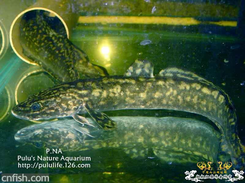 转载的江鳕，黑鲷兄请进