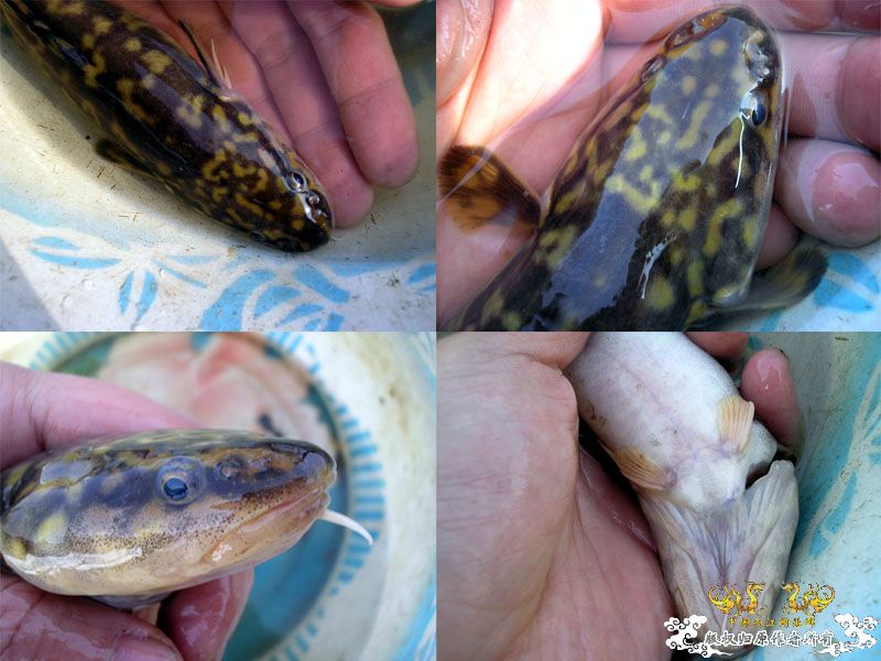 转载的江鳕，黑鲷兄请进