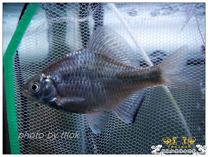 伪装成寡鳞的兴凯