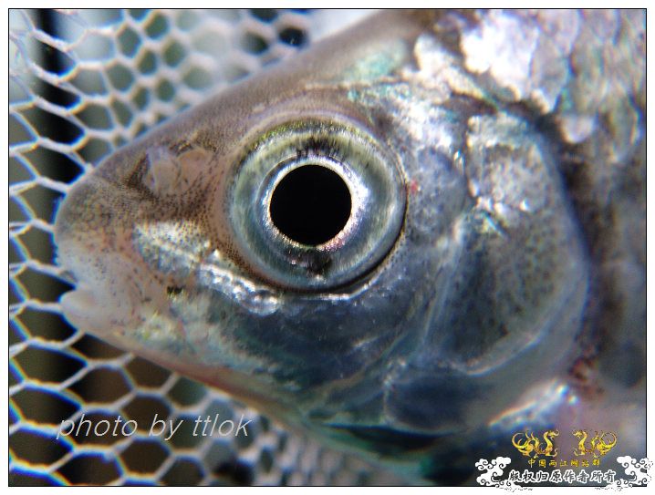 伪装成寡鳞的兴凯