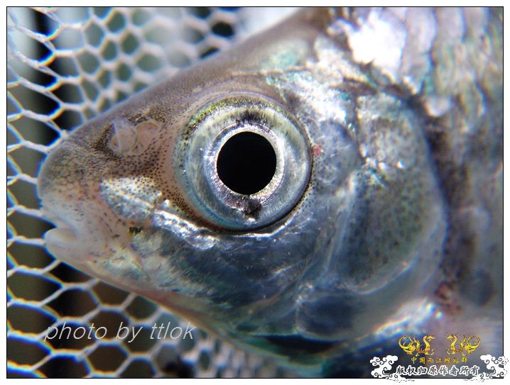 伪装成寡鳞的兴凯