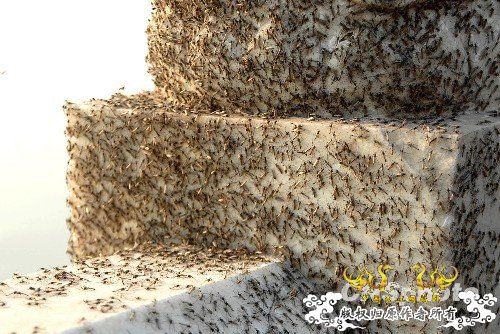 [转帖]武汉东湖上千万摇蚊引发多起车祸