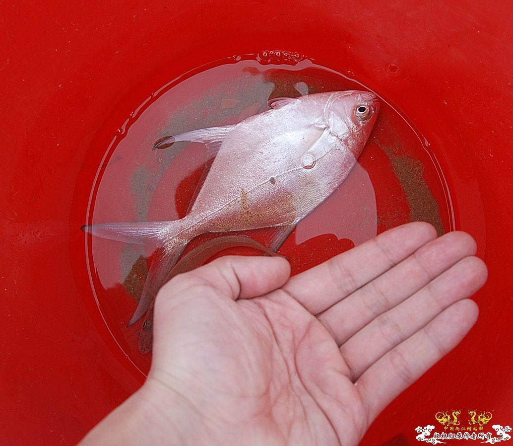 行摄海南（好多鱼）