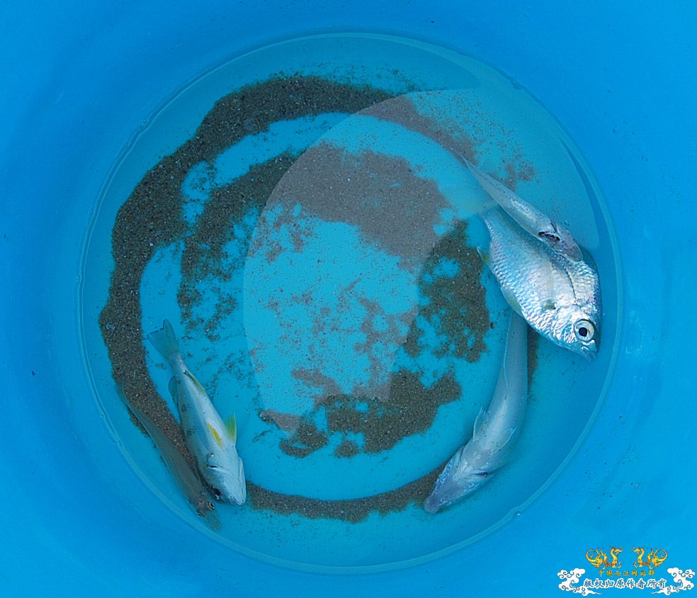行摄海南（好多鱼）