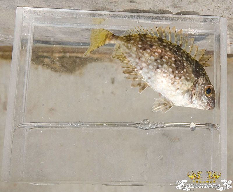 行摄海南（好多鱼）