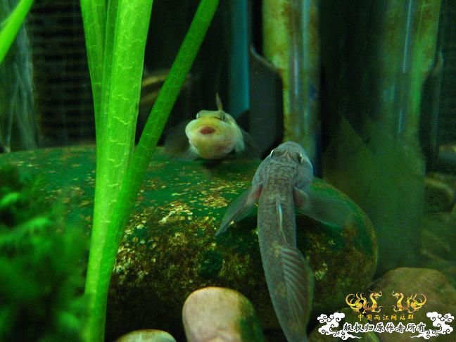 褐吻单刀