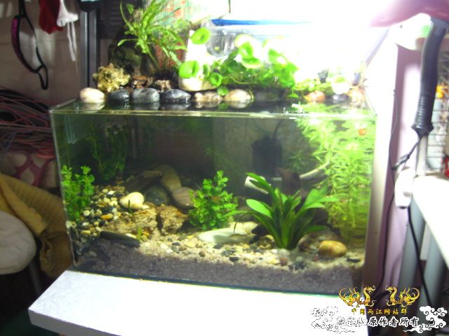 我的50小缸（图已改）