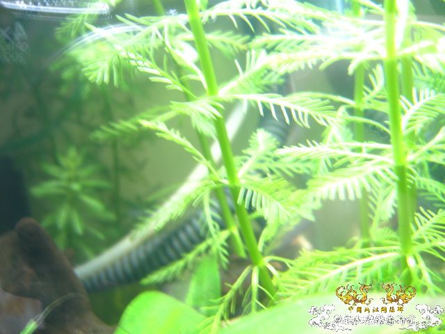 我的50小缸（图已改）