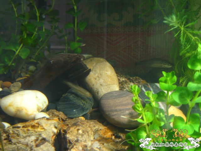 我的50小缸（图已改）