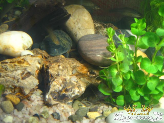 我的50小缸（图已改）