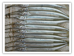 水针鱼吃什么？