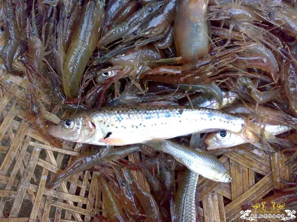 旁皮 红大眼 马条 石斑