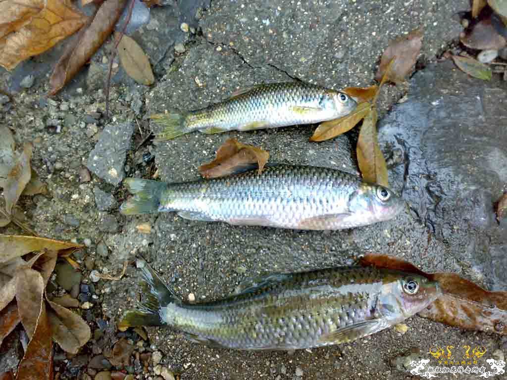 旁皮 红大眼 马条 石斑