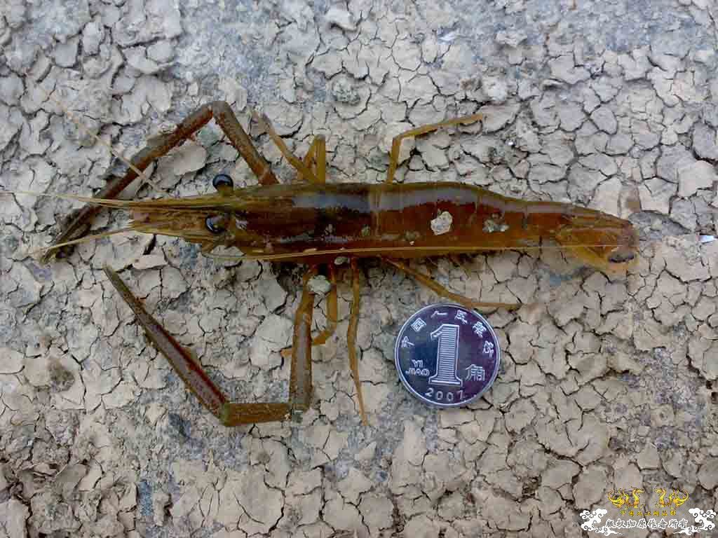 旁皮 红大眼 马条 石斑