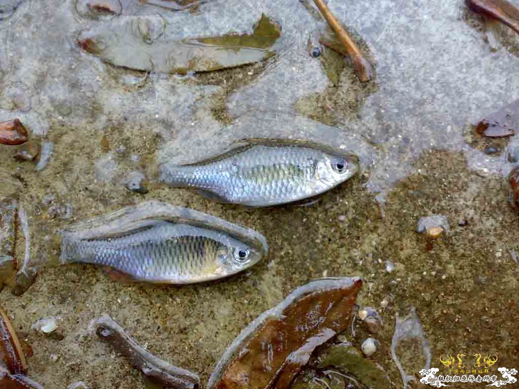 旁皮 红大眼 马条 石斑
