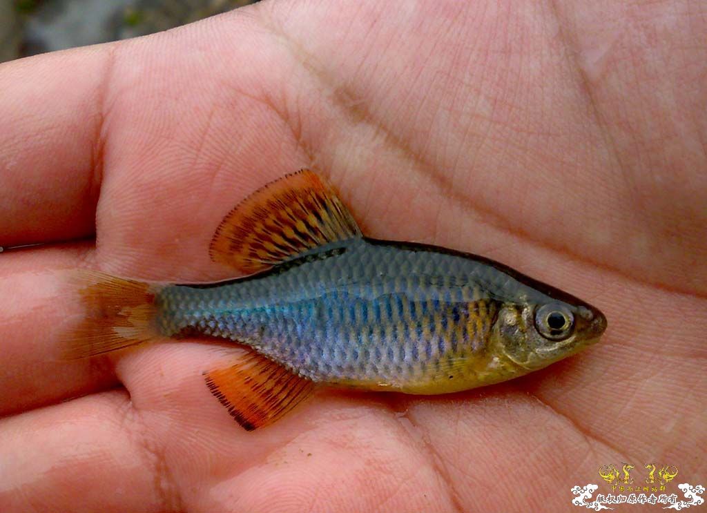 旁皮 红大眼 马条 石斑