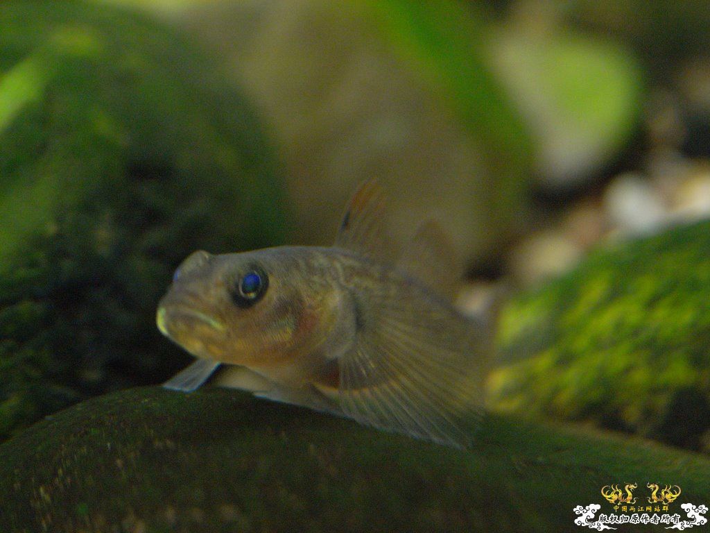 [原创]小四川发色了