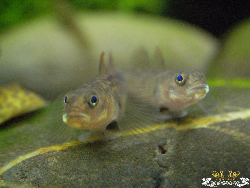 [原创]小四川发色了