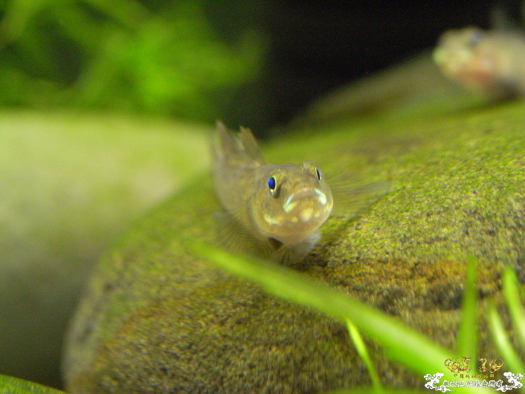 [原创]小四川发色了