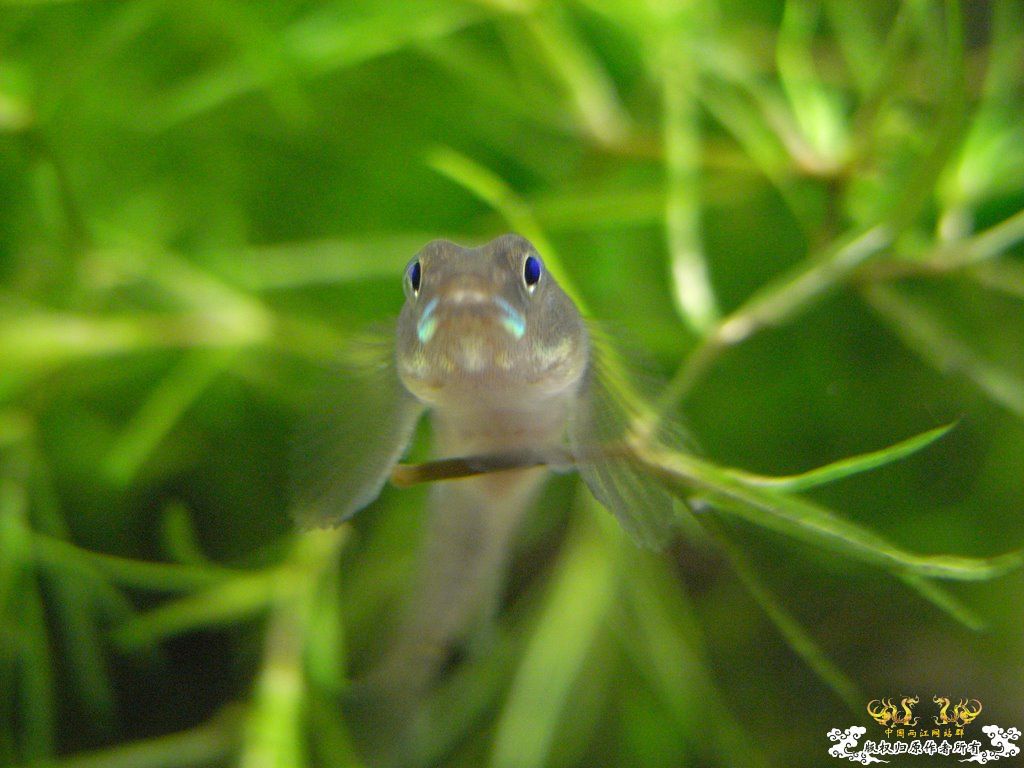 [原创]小四川发色了