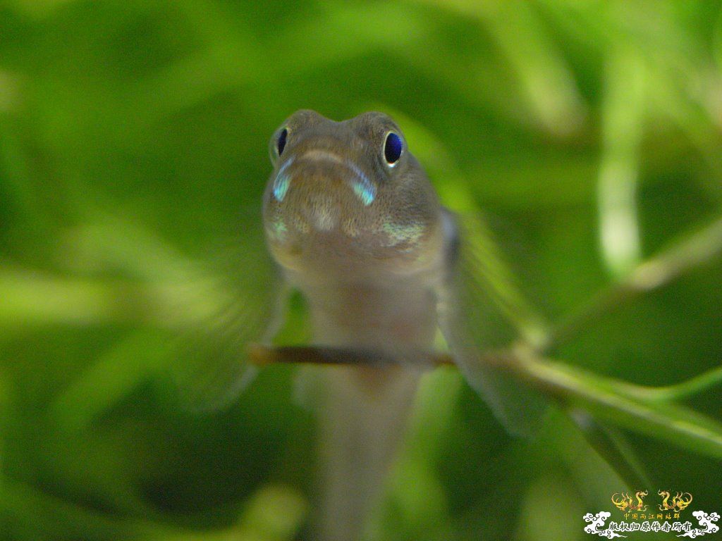 [原创]小四川发色了