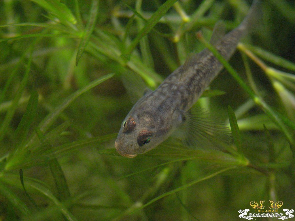 [原创]小四川发色了