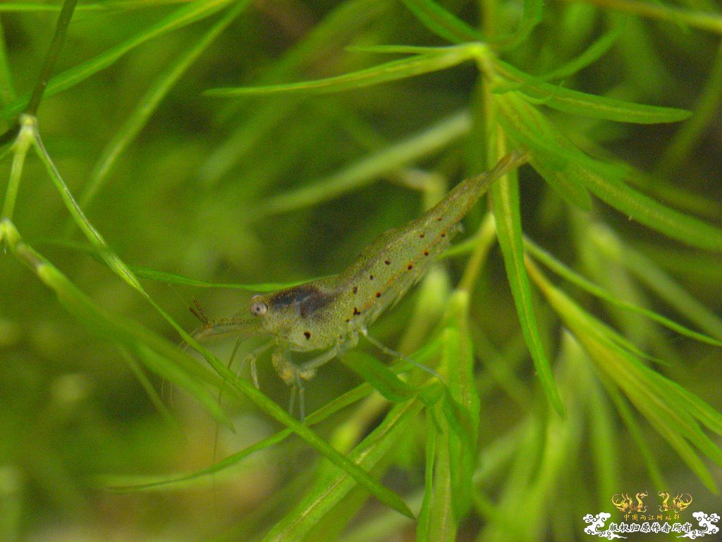[原创]小四川发色了