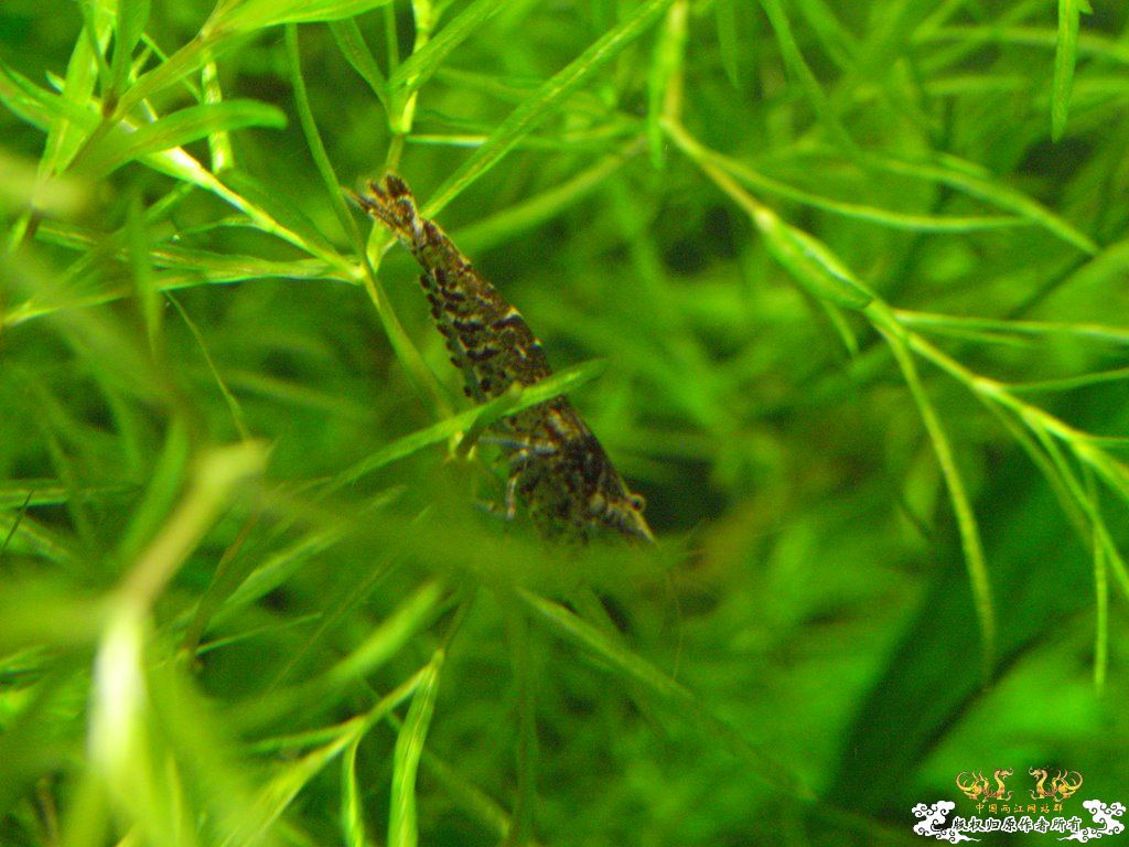 [原创]小四川发色了