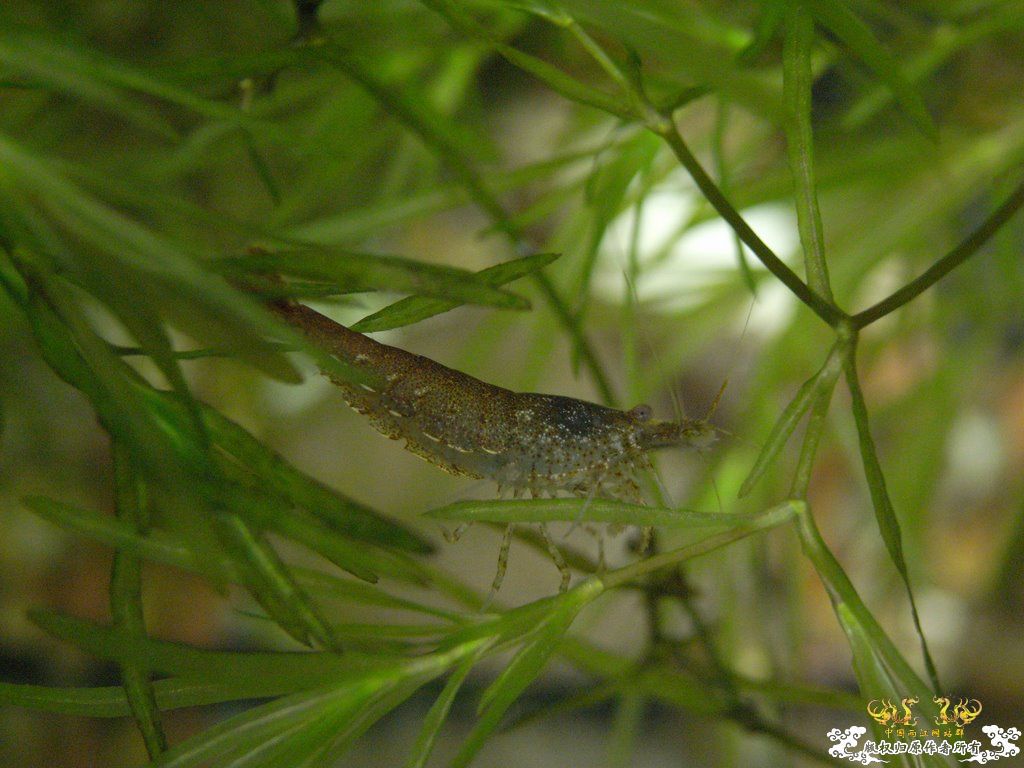 [原创]小四川发色了