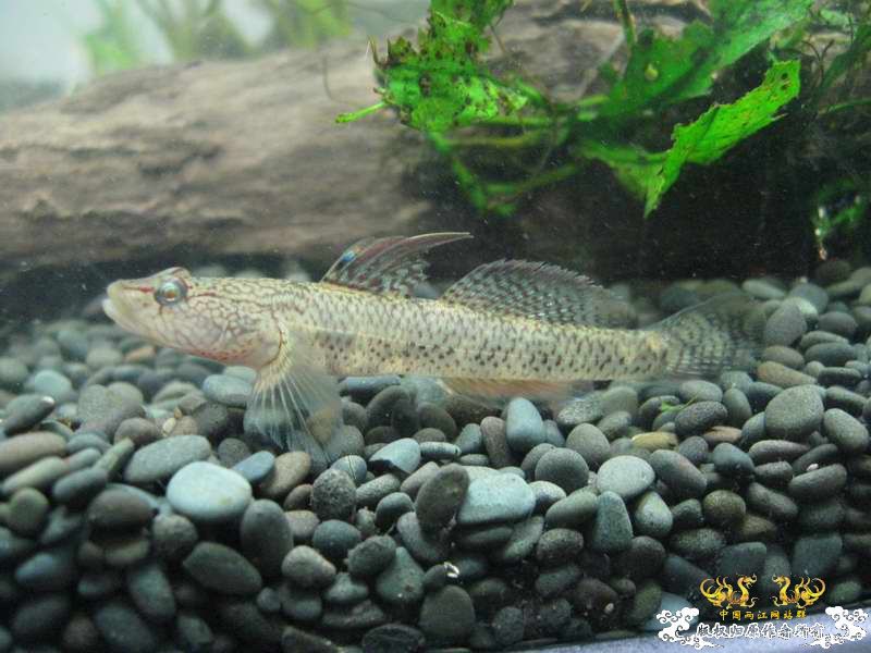 因原虾缸暴涡虫故改成虾虎缸了...