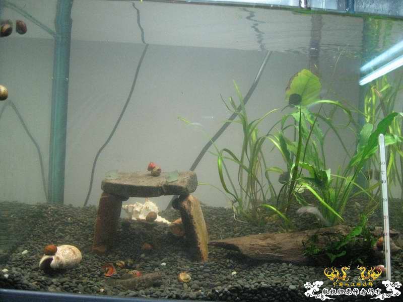 因原虾缸暴涡虫故改成虾虎缸了...