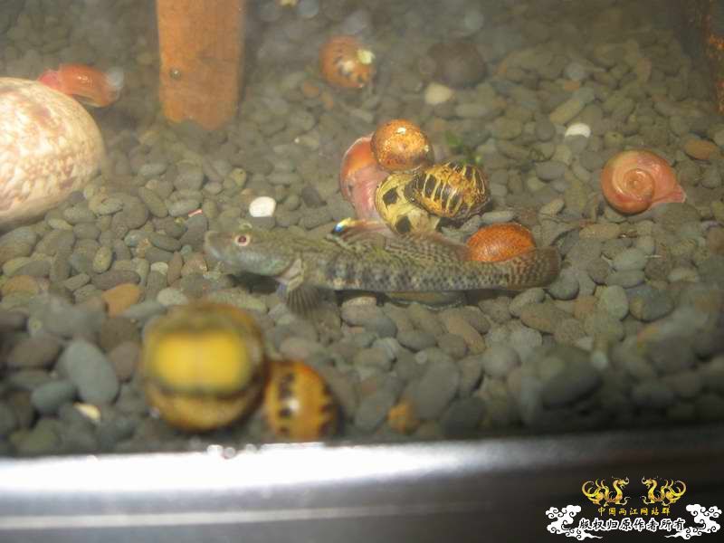 因原虾缸暴涡虫故改成虾虎缸了...
