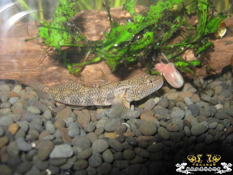 因原虾缸暴涡虫故改成虾虎缸了...
