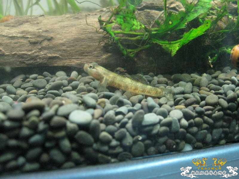 因原虾缸暴涡虫故改成虾虎缸了...