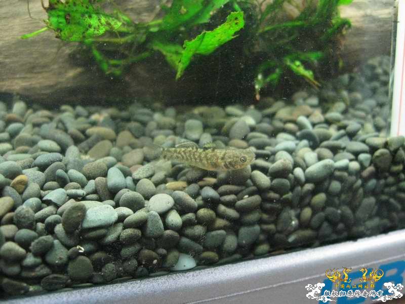 因原虾缸暴涡虫故改成虾虎缸了...