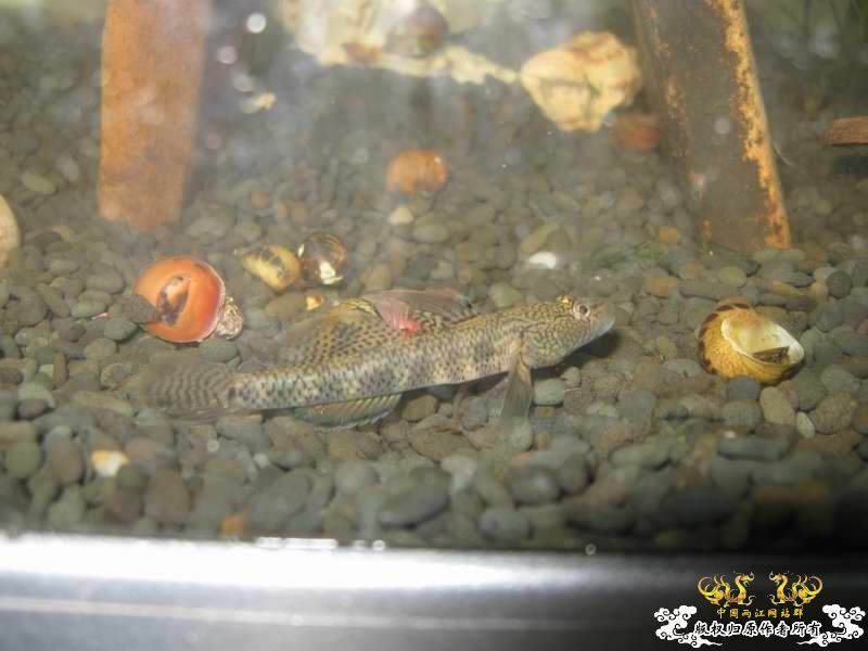 因原虾缸暴涡虫故改成虾虎缸了...