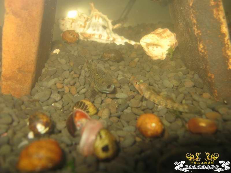 因原虾缸暴涡虫故改成虾虎缸了...