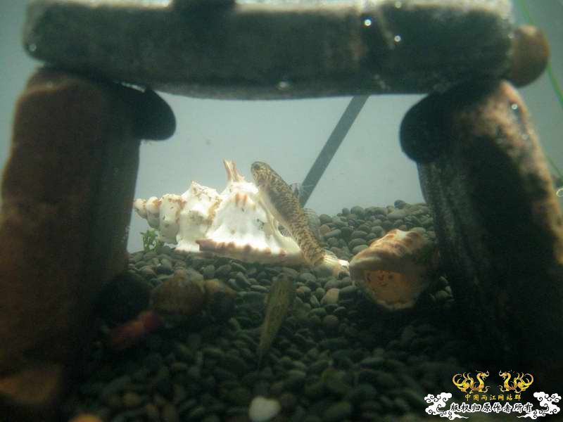 因原虾缸暴涡虫故改成虾虎缸了...