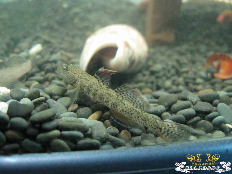 因原虾缸暴涡虫故改成虾虎缸了...