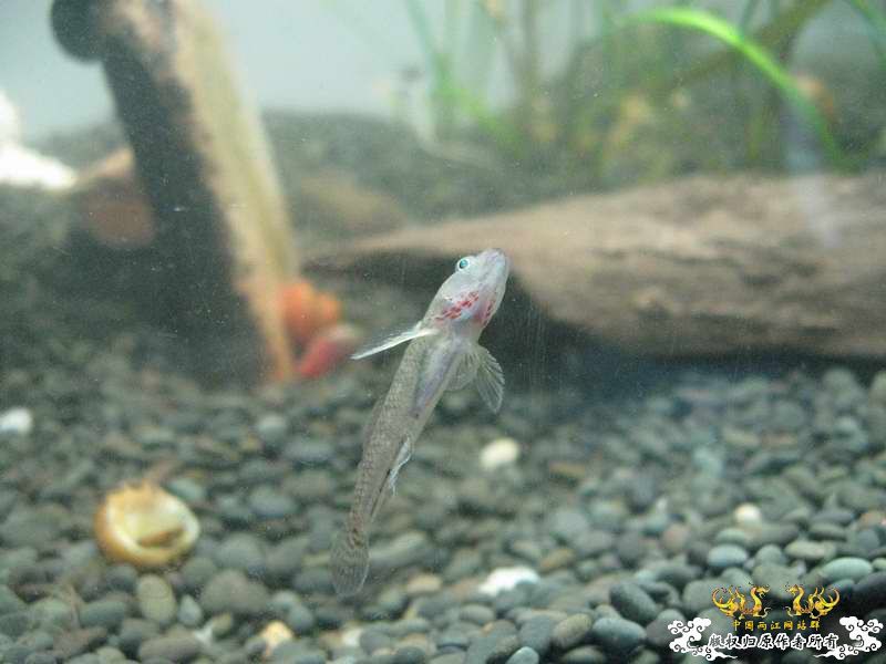 因原虾缸暴涡虫故改成虾虎缸了...