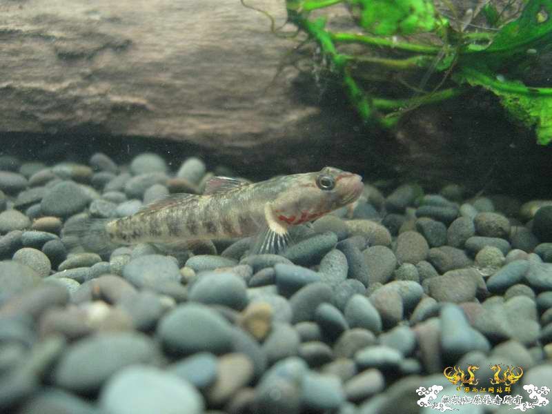 因原虾缸暴涡虫故改成虾虎缸了...