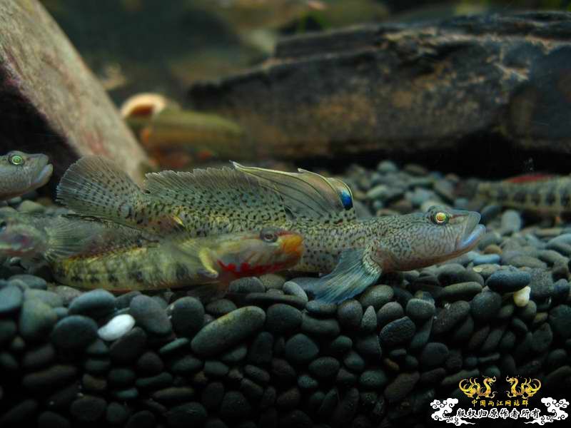 因原虾缸暴涡虫故改成虾虎缸了...