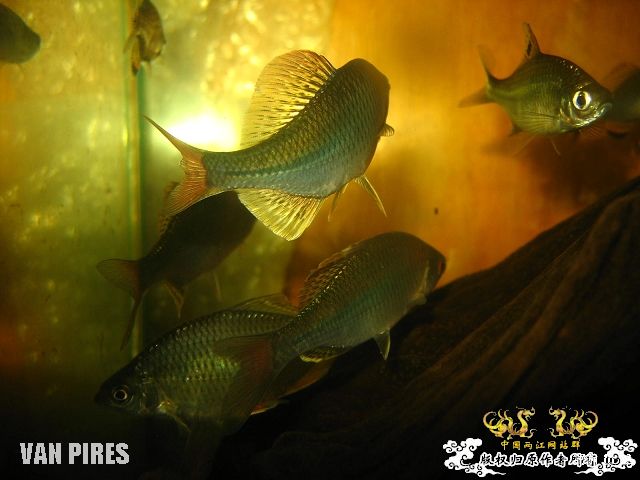 打了闪光的鱊SP.金臀鳍