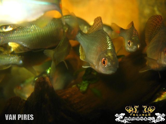 打了闪光的鱊SP.金臀鳍